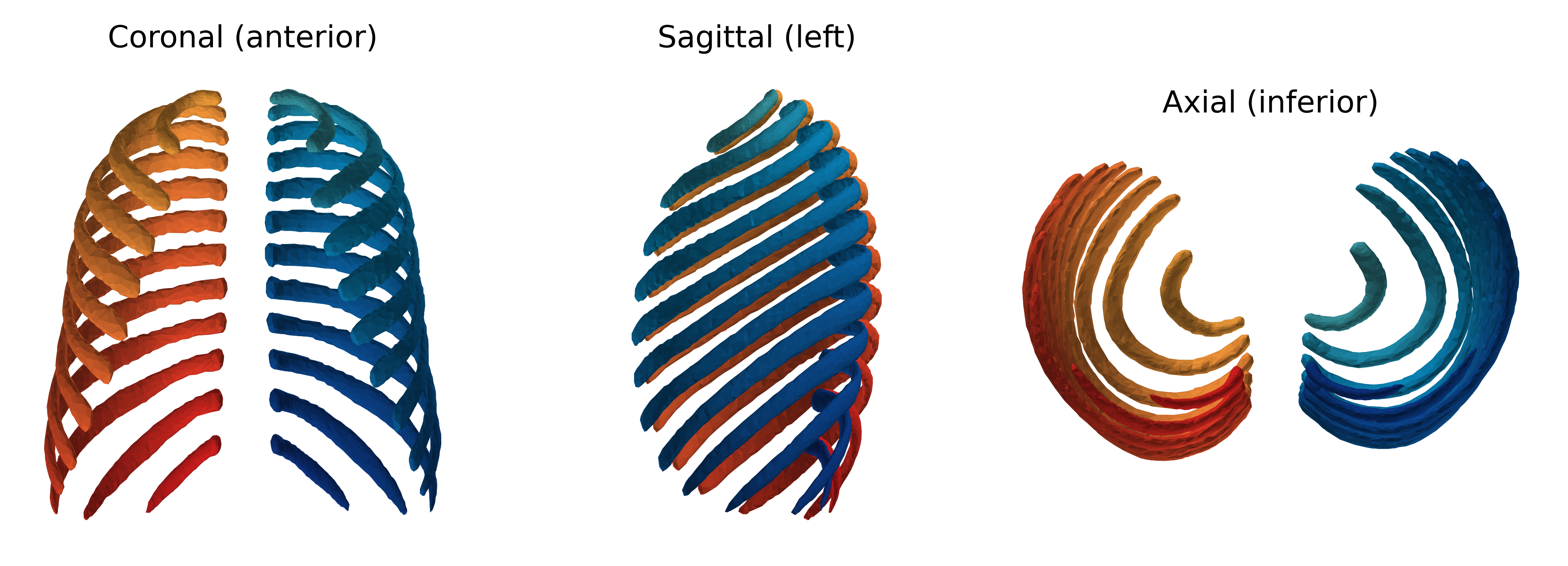 Coronal-anterior, sagittal-right, and axial-superior renderings of the cohort-mean rib cage, with left ribs in blue and right ribs in red.